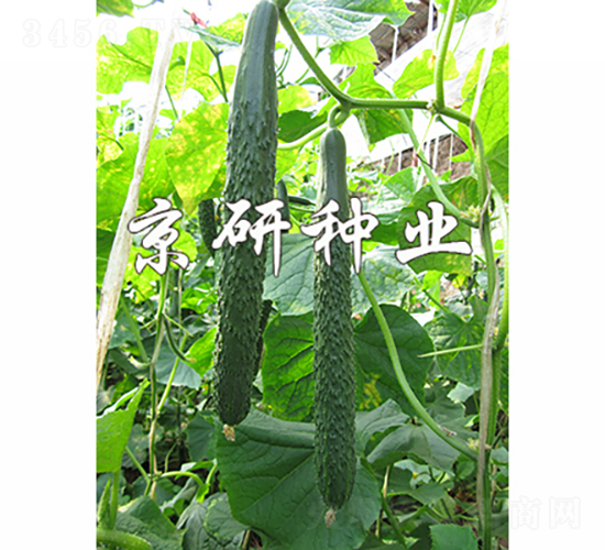 ���Ѓ�(y��u)��-�S�ϷN��-���зN�I(y��)