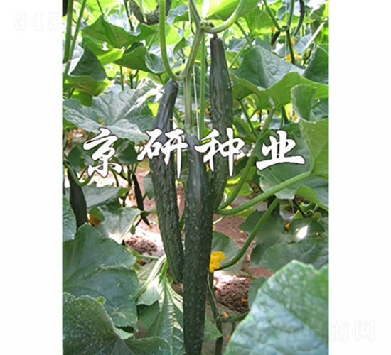 ���S320-�S�ϷN��-���зN�I(y��)