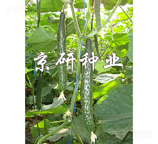 ����109-�S�ϷN��-���зN�I(y��)