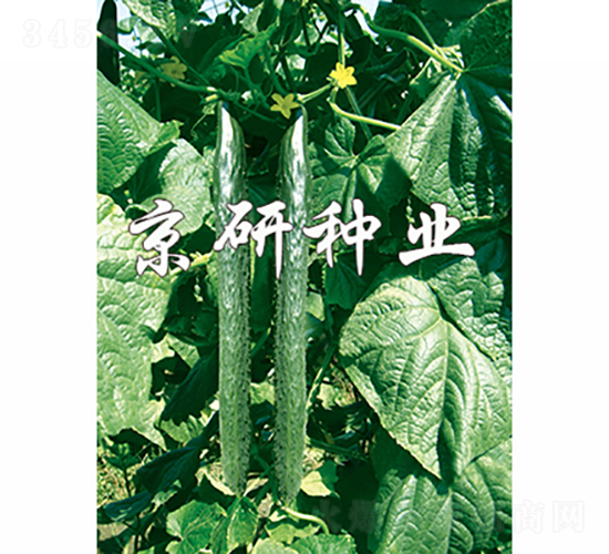 ����403-�S�ϷN��-���зN�I(y��)