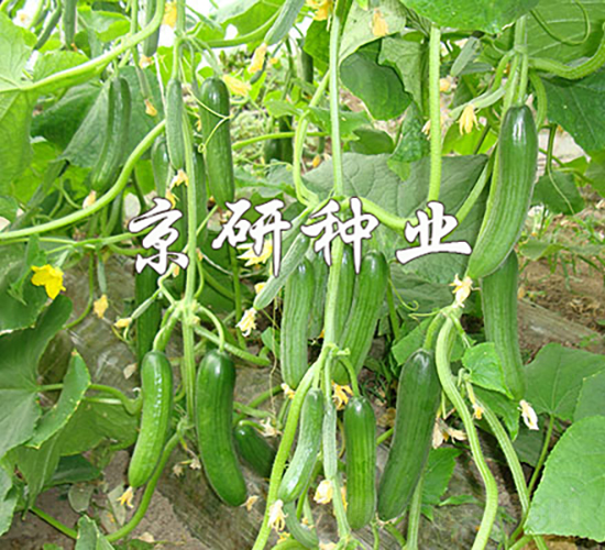 ��������13̖(h��o)-�S�ϷN��-���зN�I(y��)