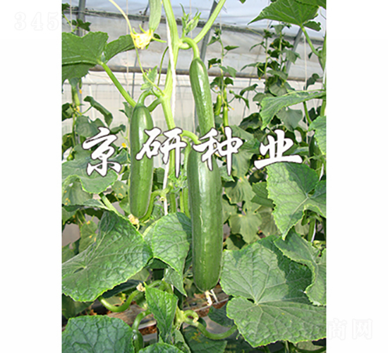 ��������8̖(h��o)-�S�ϷN��-���зN�I(y��)