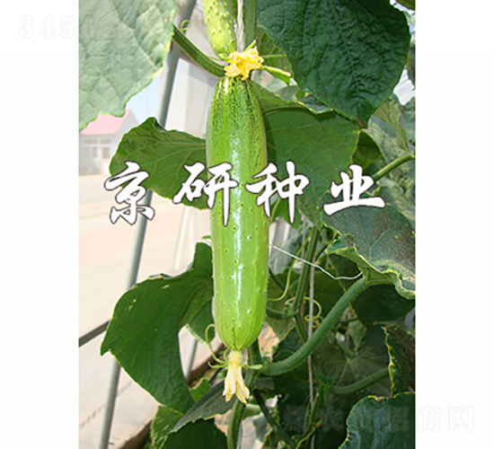 ���к���5̖(h��o)-�S�ϷN��-���зN�I(y��)