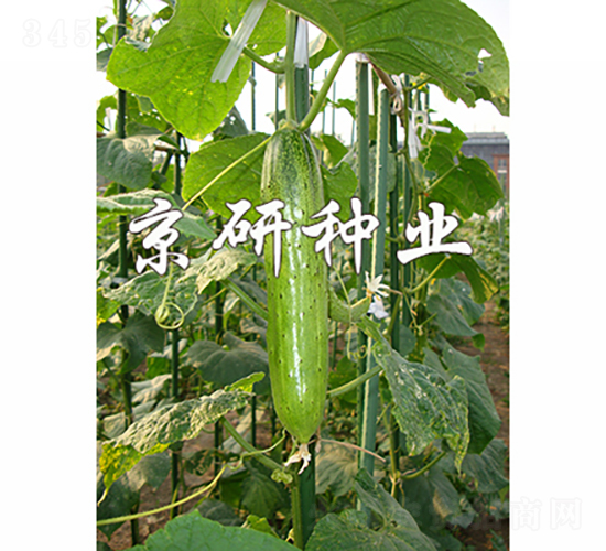 ���к���2̖(h��o)-�S�ϷN��-���зN�I(y��)