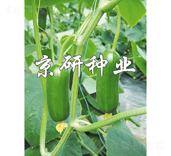 �G���`12̖(h��o)-�S�ϷN��-���зN�I(y��)