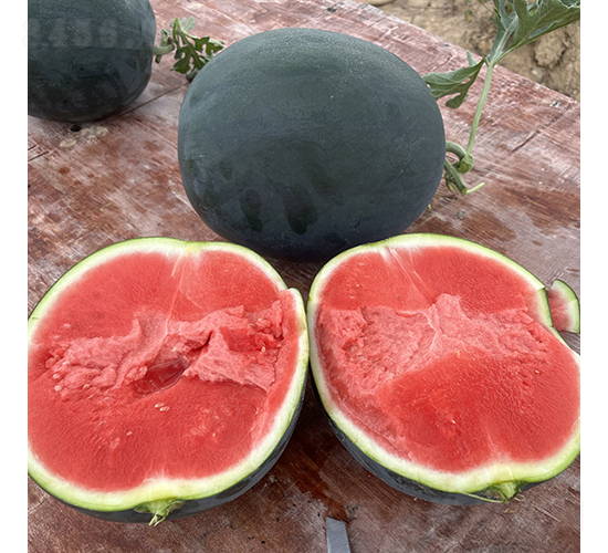 ����-���ϷN��-��������