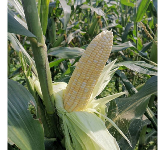 ����169-���׷N��-��������