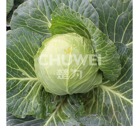 ���A��114-���{�N��-��������