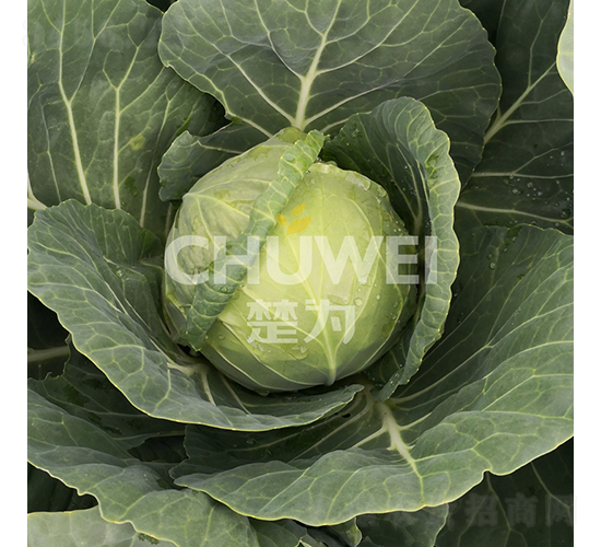 ���A��109-���{(l��n)�N��-��������