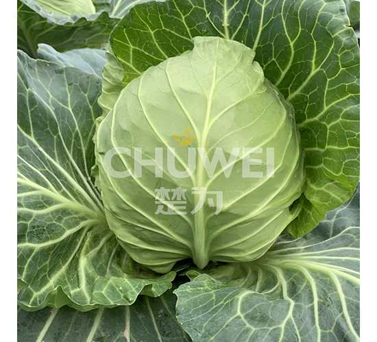 �G�_�_-���{�N��-��������