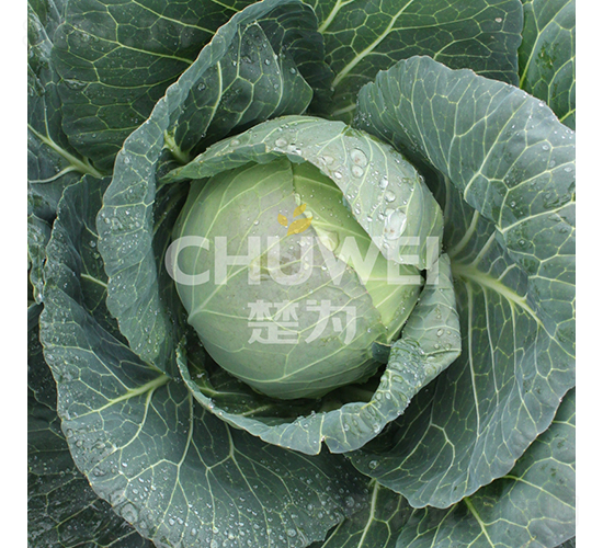 ���A��132-���{�N��-��������