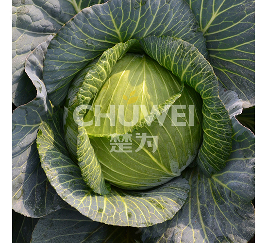 ����G-���{(l��n)�N��-��������