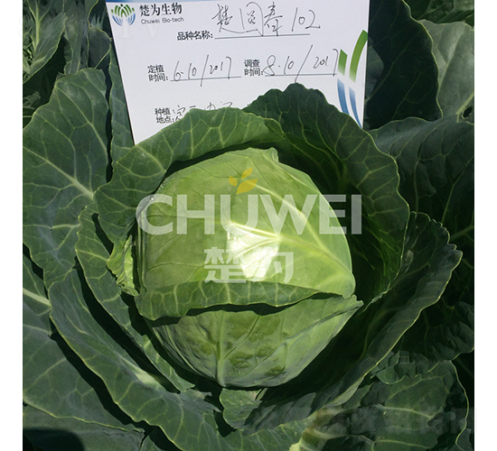 ���A��102-���{(l��n)�N��-��������