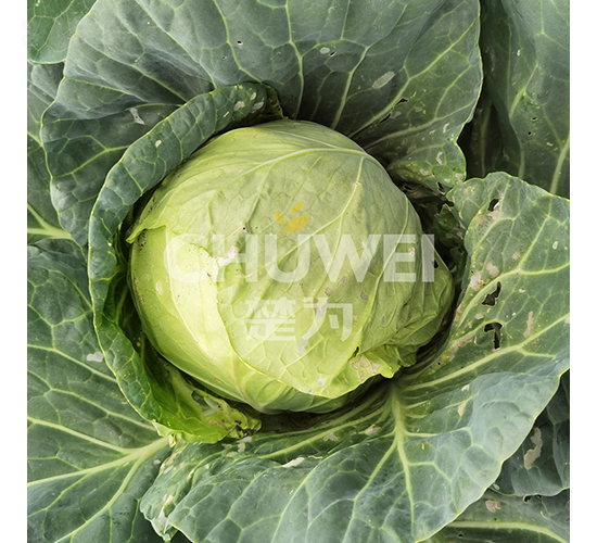 �G�M(m��n)�@-���{(l��n)�N��-��������