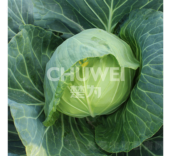 ���A��105-���{�N��-��������