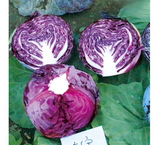 �����挚-���{�N��-�����N�I(y��)