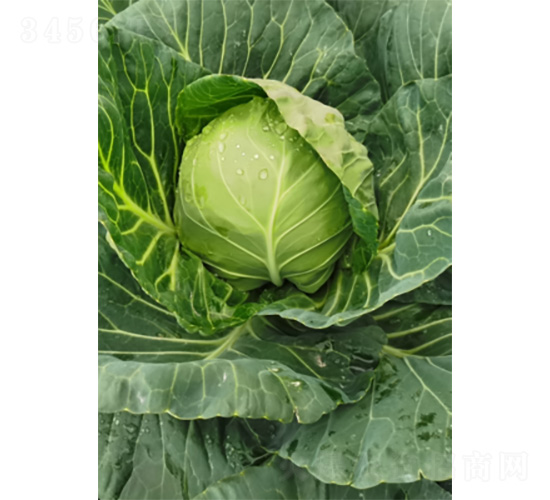 ���v2̖(h��o)-���{(l��n)�N��-�����N�I(y��)