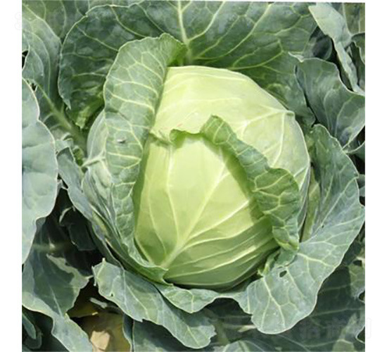 ����(j��)��ʿ-���{(l��n)�N��-�����N�I(y��)