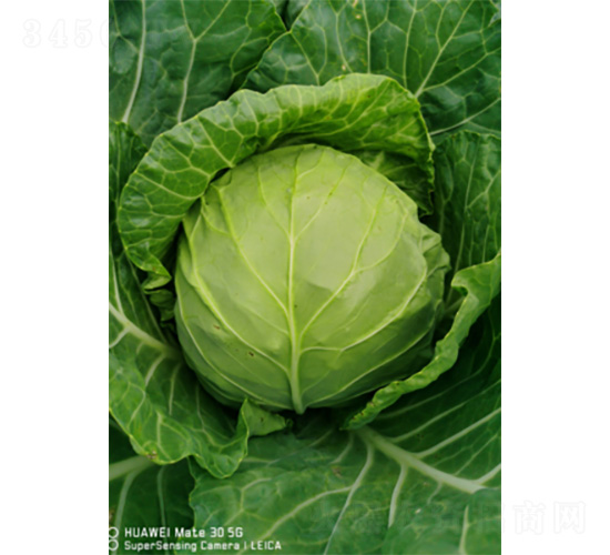 �����̾G-���{�N��-�����N�I(y��)