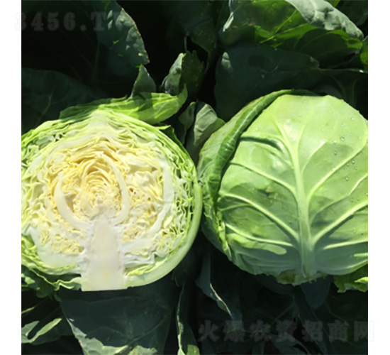 �����M�S-���{�N��-�����N�I(y��)