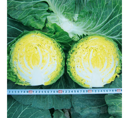 ����800-���{�N��-�����N�I(y��)