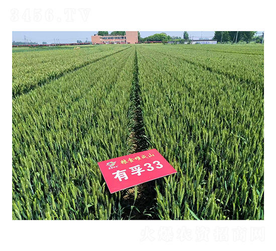 С���N��-����33-�h���N�I(y��)