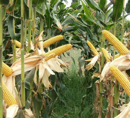 ��ǧһ̖-���׷N��-���r(n��ng)�Ƽ�