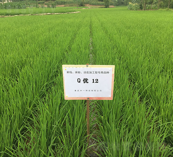 Q��(y��u)12���׷ۼӹ�����-ˮ���N��-���r(n��ng)�Ƽ�