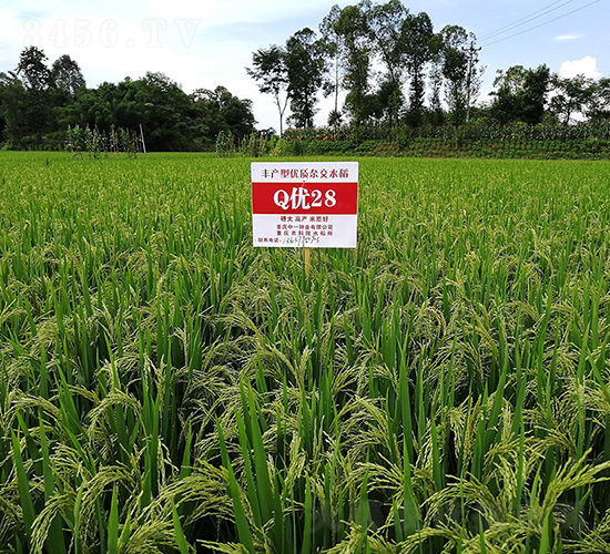 Q��(y��u)28���߮a(ch��n)���뵾��-ˮ���N��-���r�Ƽ�