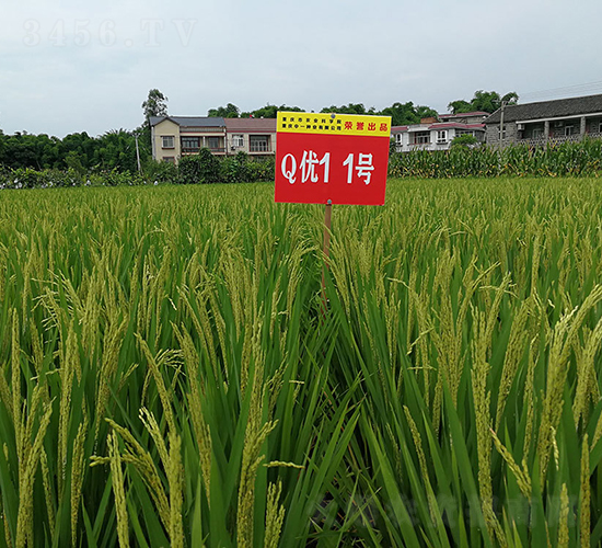 Q��(y��u)11̖(h��o)�����A�����㵾��-ˮ���N��-���r(n��ng)�Ƽ�