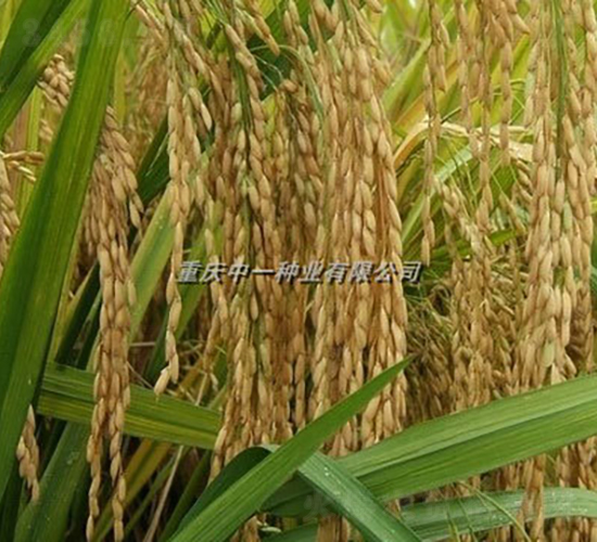 Q��(y��u)6̖-ˮ���N��-���r(n��ng)�Ƽ�