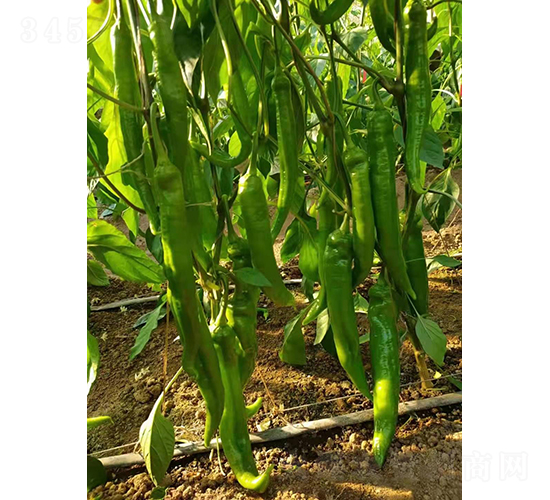 �����511-�����N��-�͝�(r��n)�r(n��ng)�I(y��)