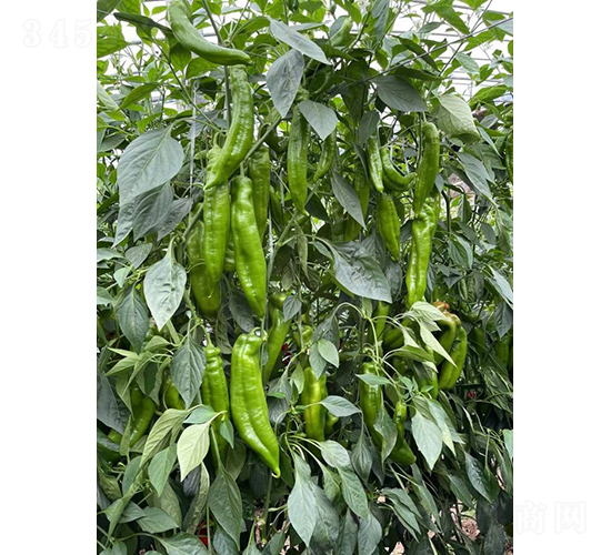 �����517-�����N��-�͝��r�I(y��)