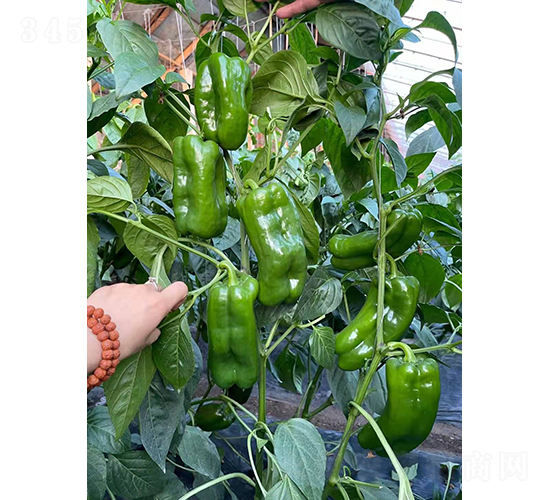 �ཷ5657-�����N��-�͝��r(n��ng)�I(y��)