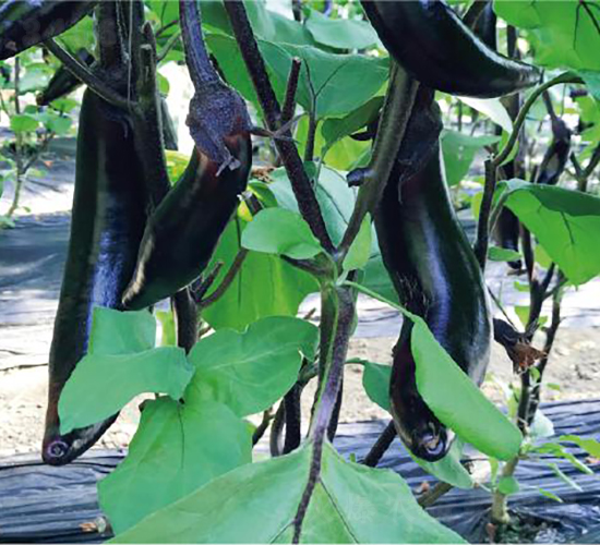 �����̖-���ӷN��-�͝��r(n��ng)�I(y��)