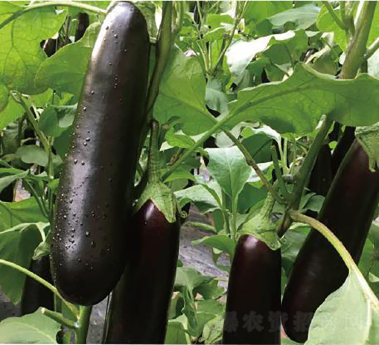 �͝�(r��n)�L(zh��ng)��һ̖(h��o)-���ӷN��-�͝�(r��n)�r(n��ng)�I(y��)