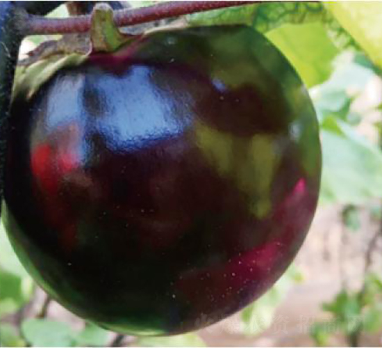 �A��480-���ӷN��-�͝��r(n��ng)�I(y��)