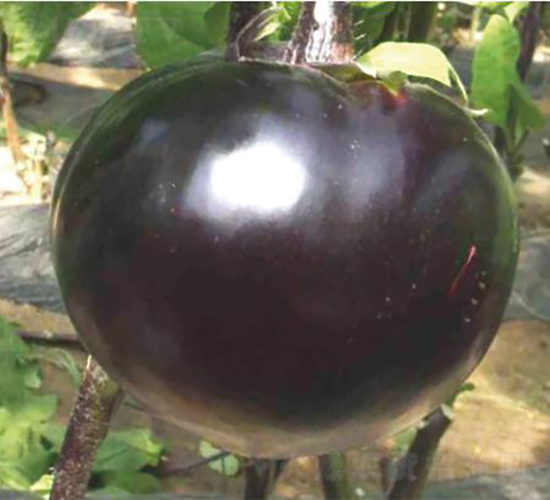 �͝��A��1̖(h��o)-���ӷN��-�͝��r(n��ng)�I(y��)