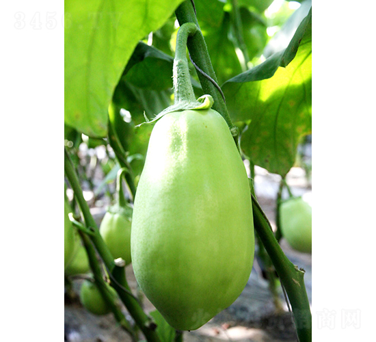 �͝��G��һ̖(h��o)-���ӷN��-�͝��r(n��ng)�I(y��)