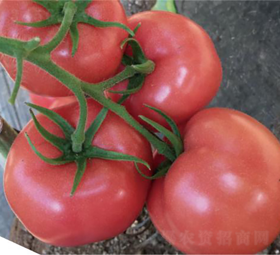 �͝��W�؃�(y��u)-���ѷN��-�͝��r(n��ng)�I(y��)