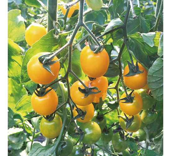 �hķ��ꖹ�-���ѷN��-�͝��r(n��ng)�I(y��)