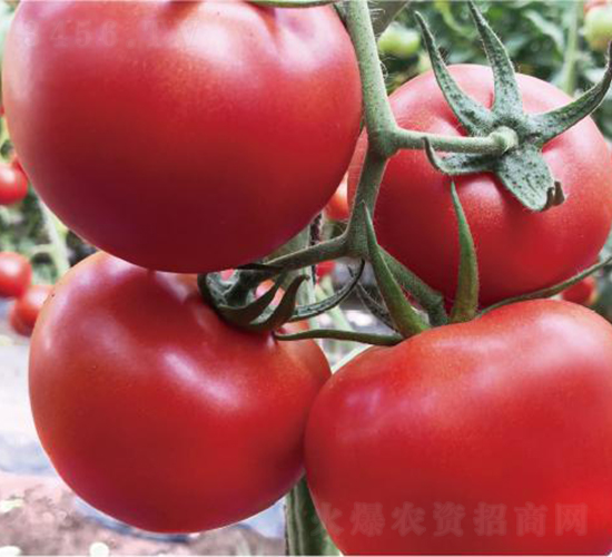 �hķ�t�\(y��n)5̖-���ѷN��-�͝��r(n��ng)�I(y��)