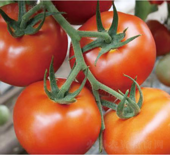 �hķ�t�\(y��n)1̖(h��o)-���ѷN��-�͝�(r��n)�r(n��ng)�I(y��)