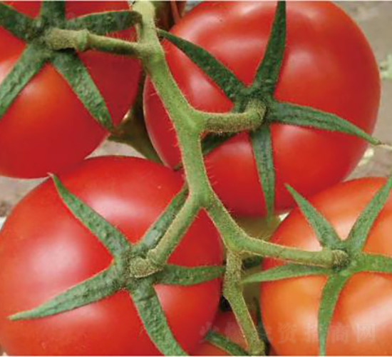 ����˹-���ѷN��-�͝�(r��n)�r(n��ng)�I(y��)