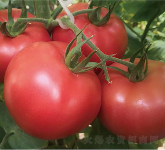 ̩��509-���ѷN��-�͝�(r��n)�r(n��ng)�I(y��)