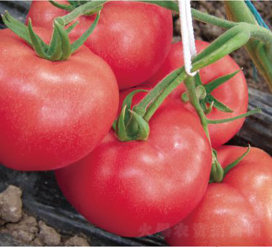 �hķ1355-���ѷN��-�͝��r(n��ng)�I(y��)