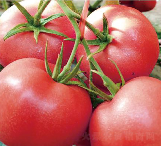 �hķ1319-���ѷN��-�͝��r(n��ng)�I(y��)