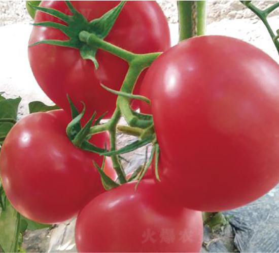 �hķ077-���ѷN��-�͝��r(n��ng)�I(y��)