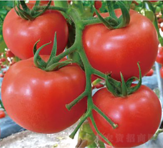 �hķһ̖-���ѷN��-�͝��r(n��ng)�I(y��)