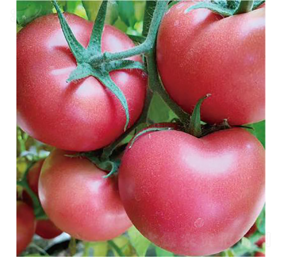 ������902-���ѷN��-�͝��r(n��ng)�I(y��)